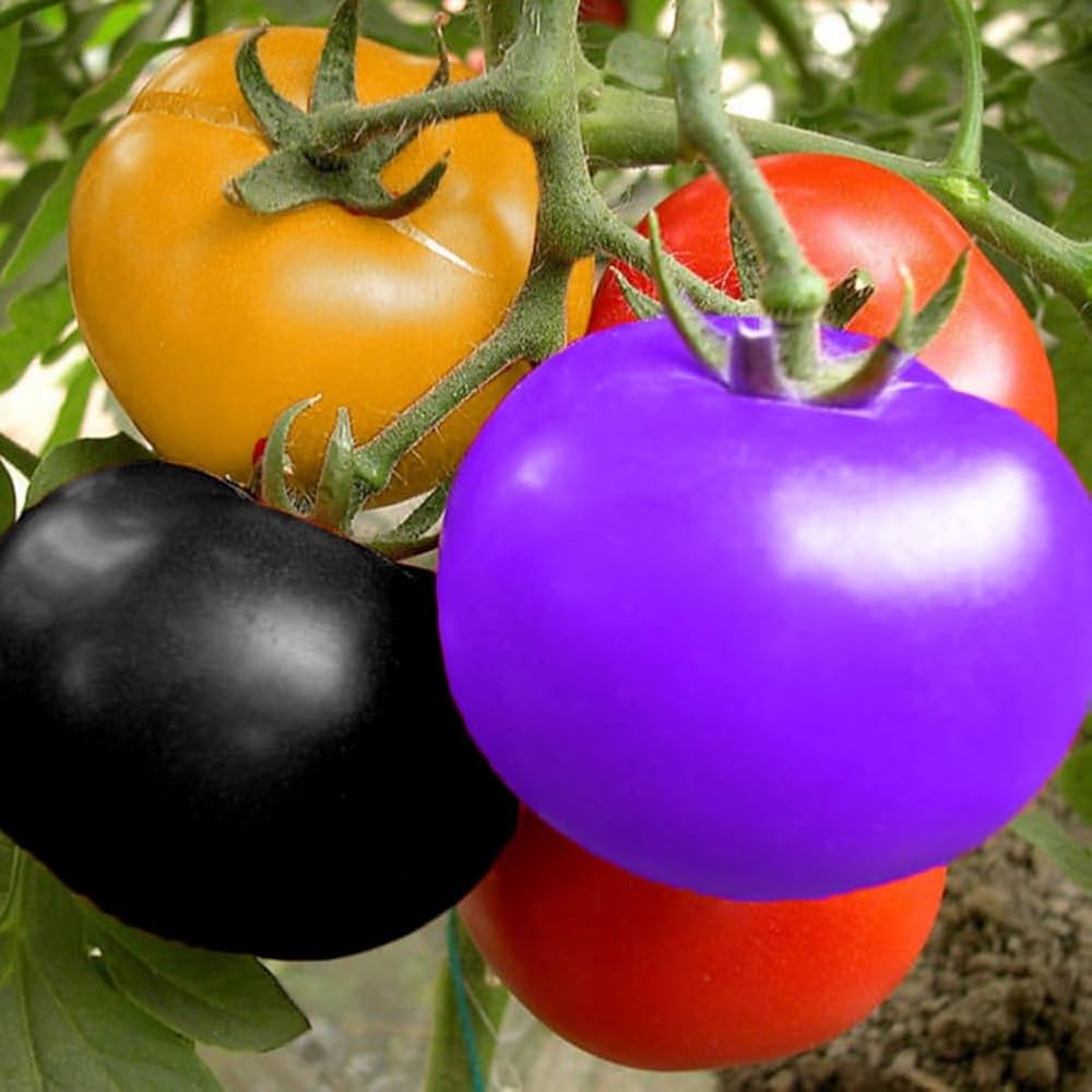 Rainbow (tomato) for planting in garden